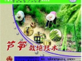 芦笋种植视频,从播种到收获的实用指南