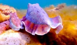 墨鱼视频,揭秘网络短视频的魅力与影响