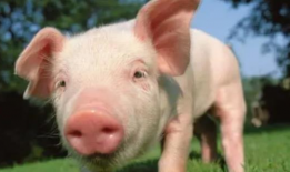 猪的视频,视频里的萌态瞬间